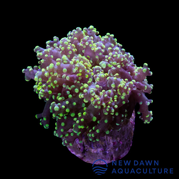Green Octospawn