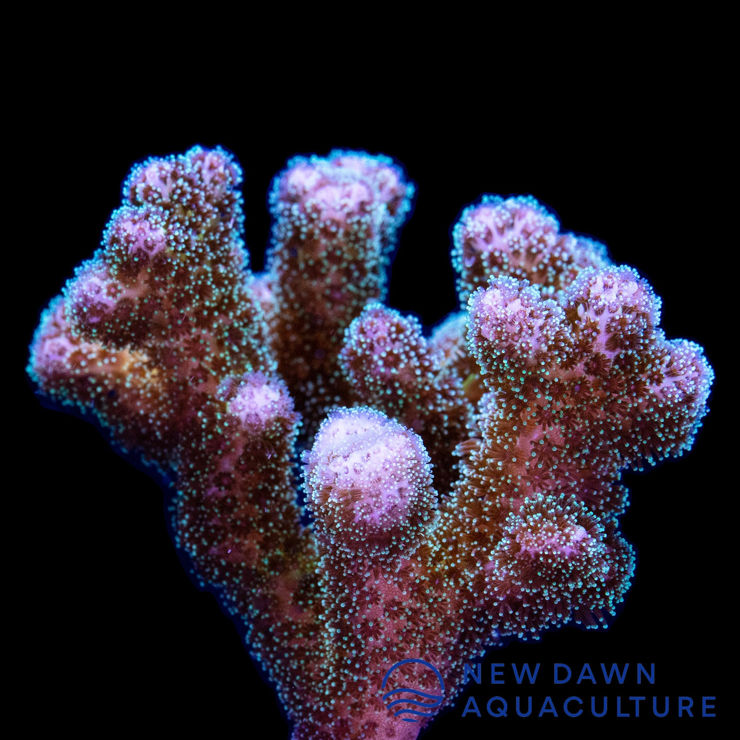 Green Pocillopora Damicornis