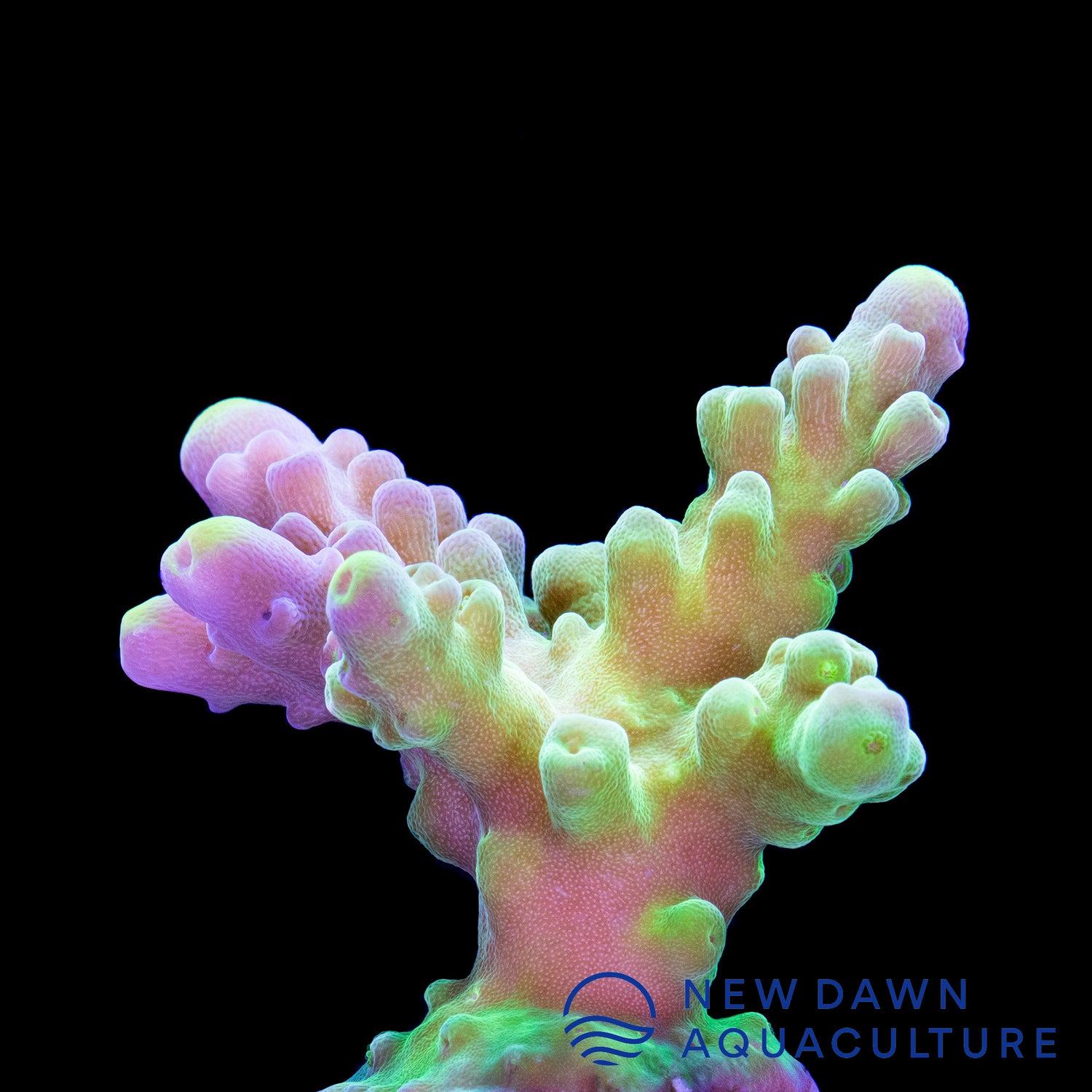Green Tort Acropora