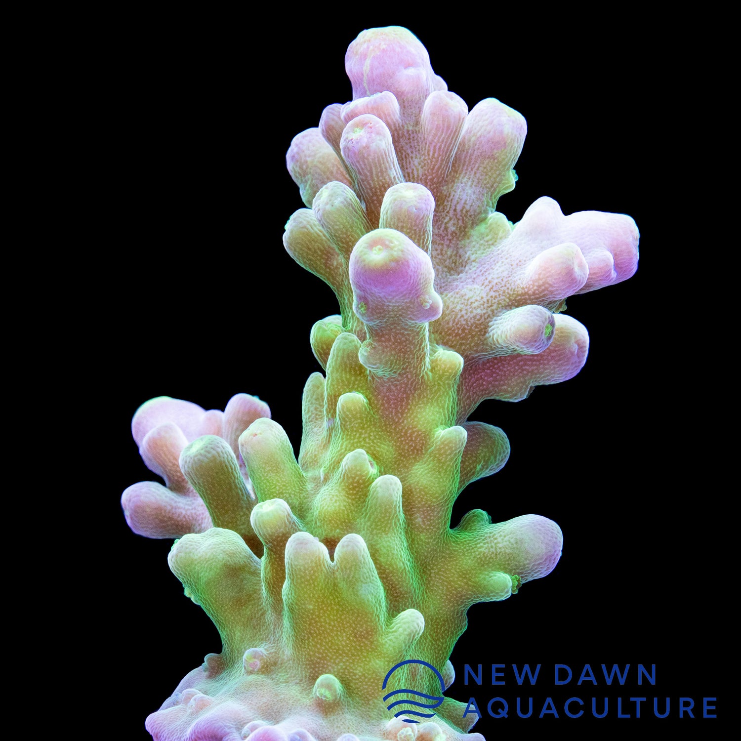 Green Tort Acropora