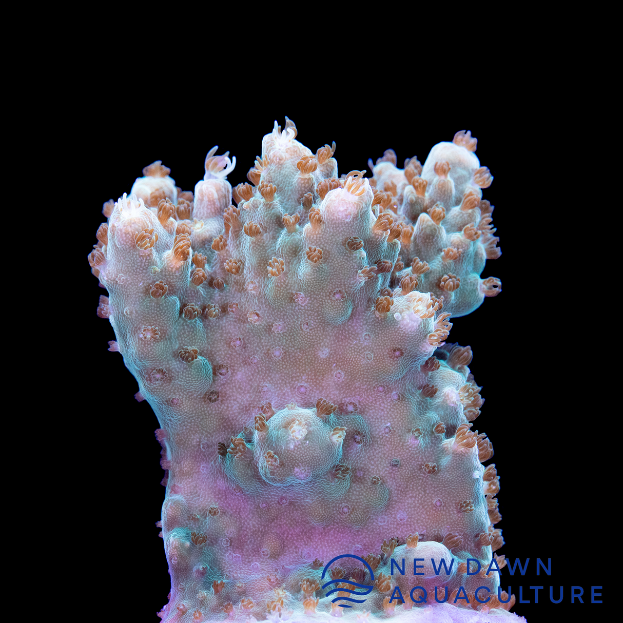 Green Plating Acropora Efflorescens
