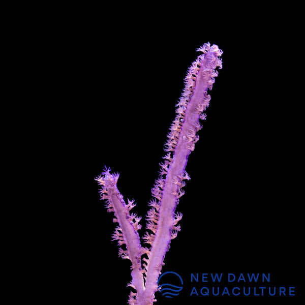 Grooved Blade Sea Whip Gorgonian