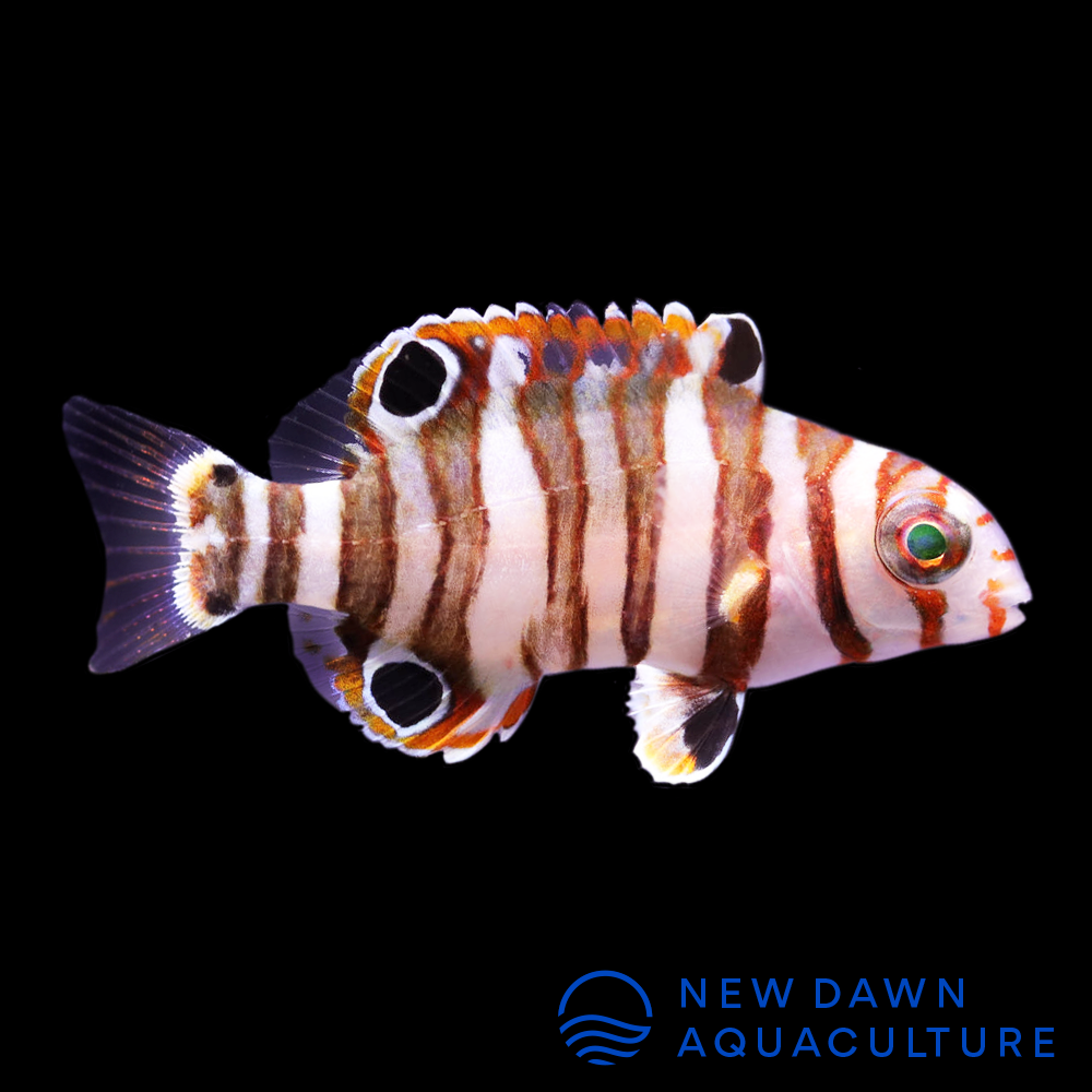 Harlequin Tuskfish