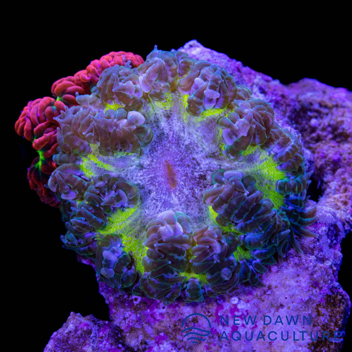 Highlighter Rock Flower Anemone