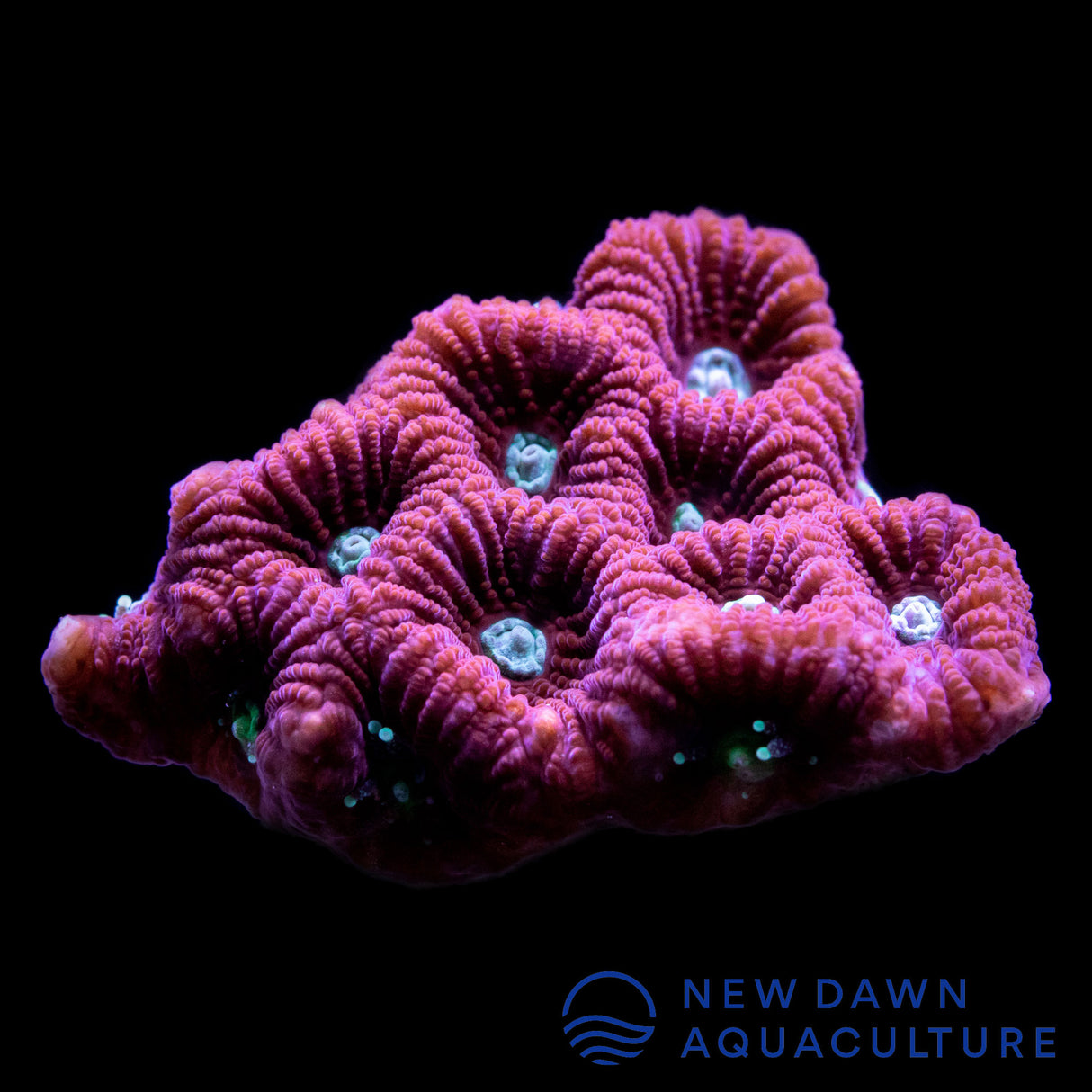 War Coral