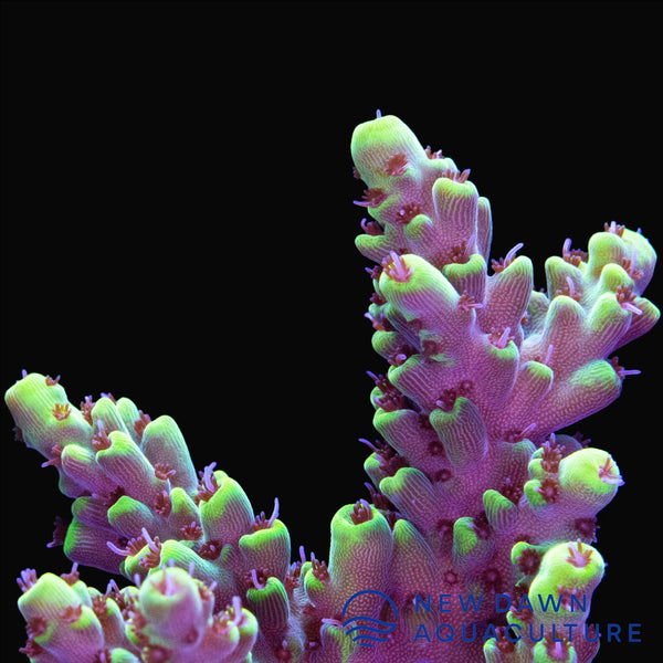 Killer Bee Acropora