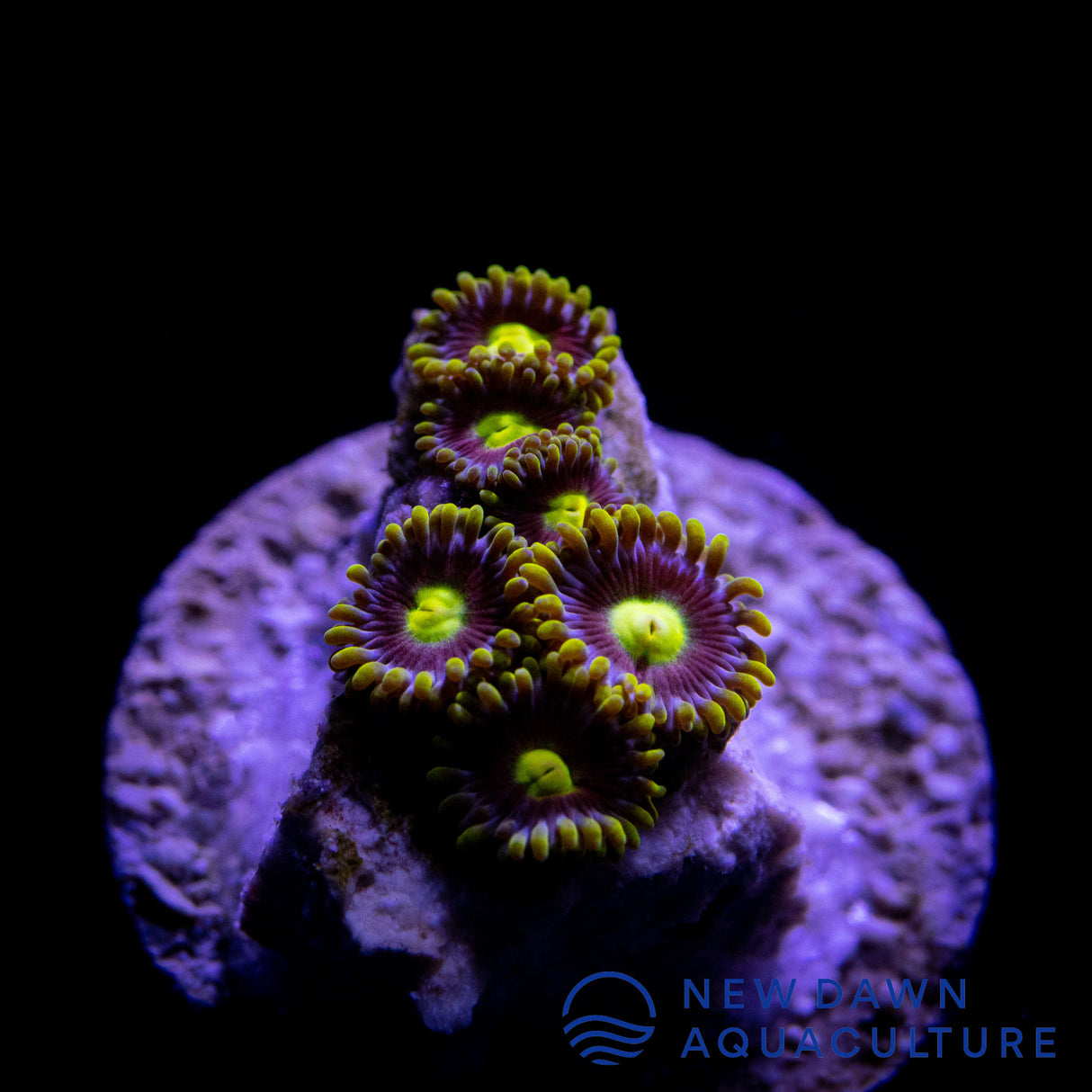 King Midas Zoanthids