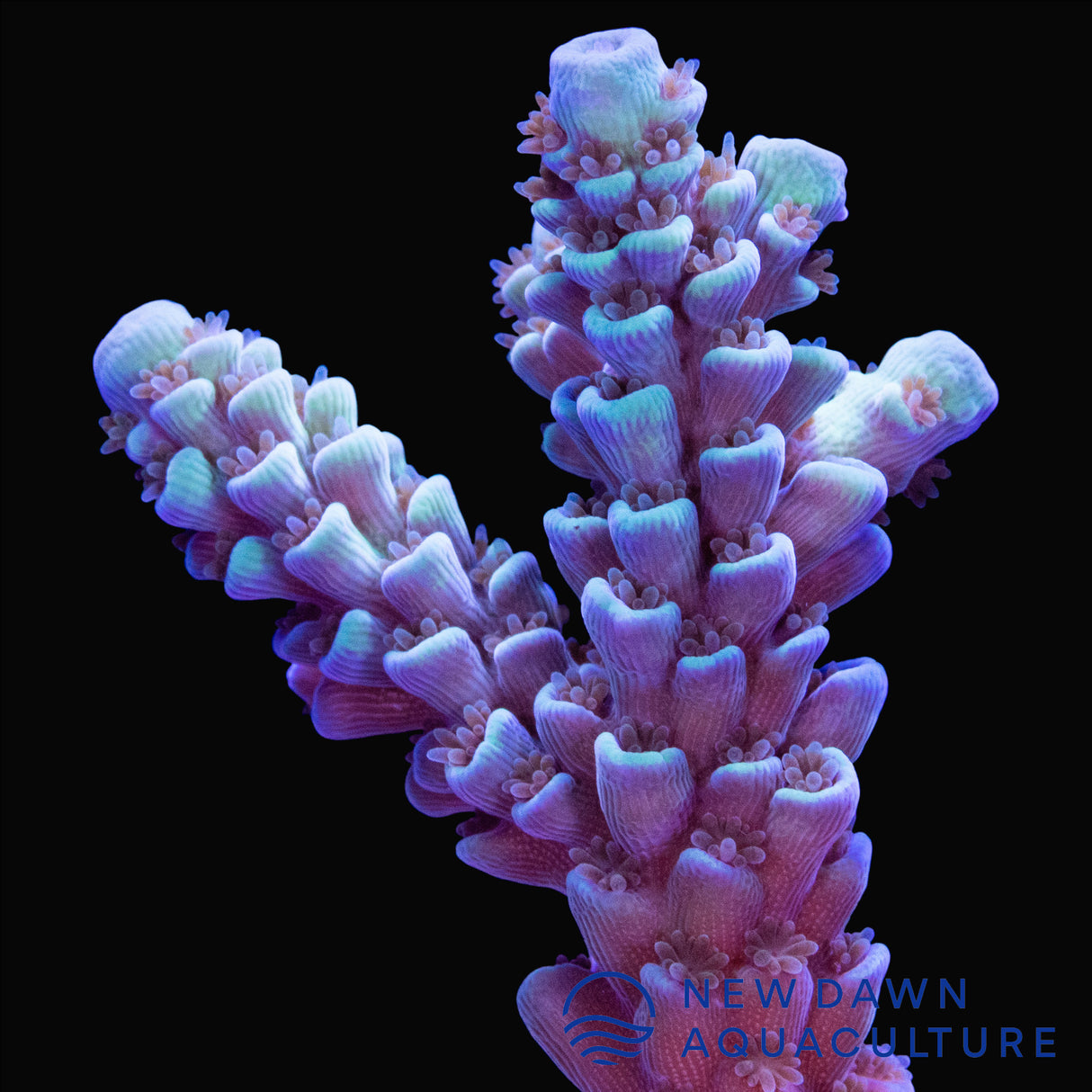 Light Blue Acropora Tenuis