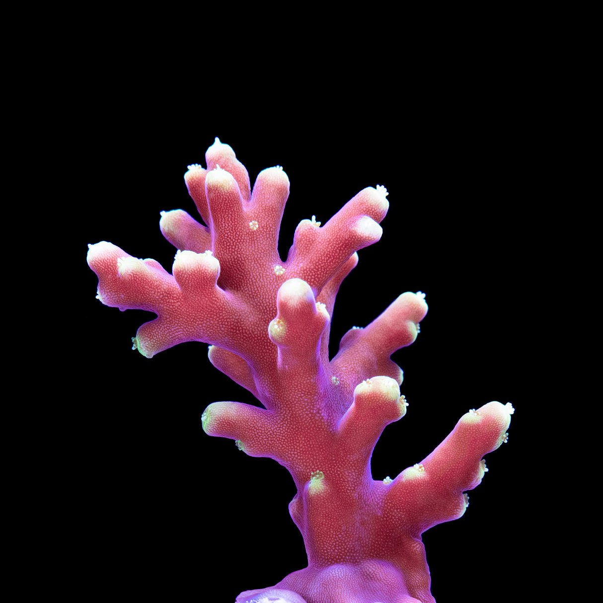 Little Red Ferrari Acropora