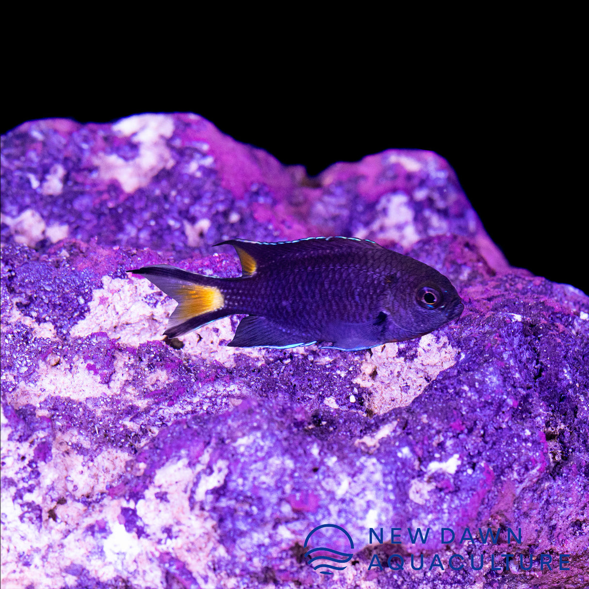 Lyretail Damselfish