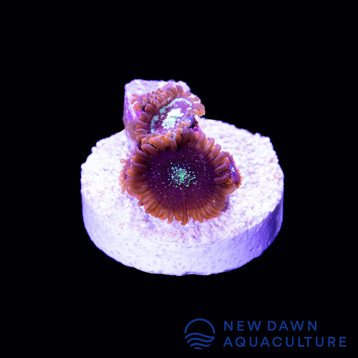 Magicians Zoanthids