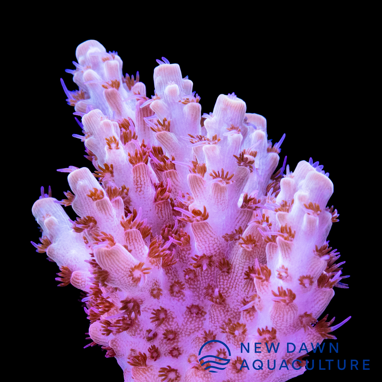 Maleficent Acropora