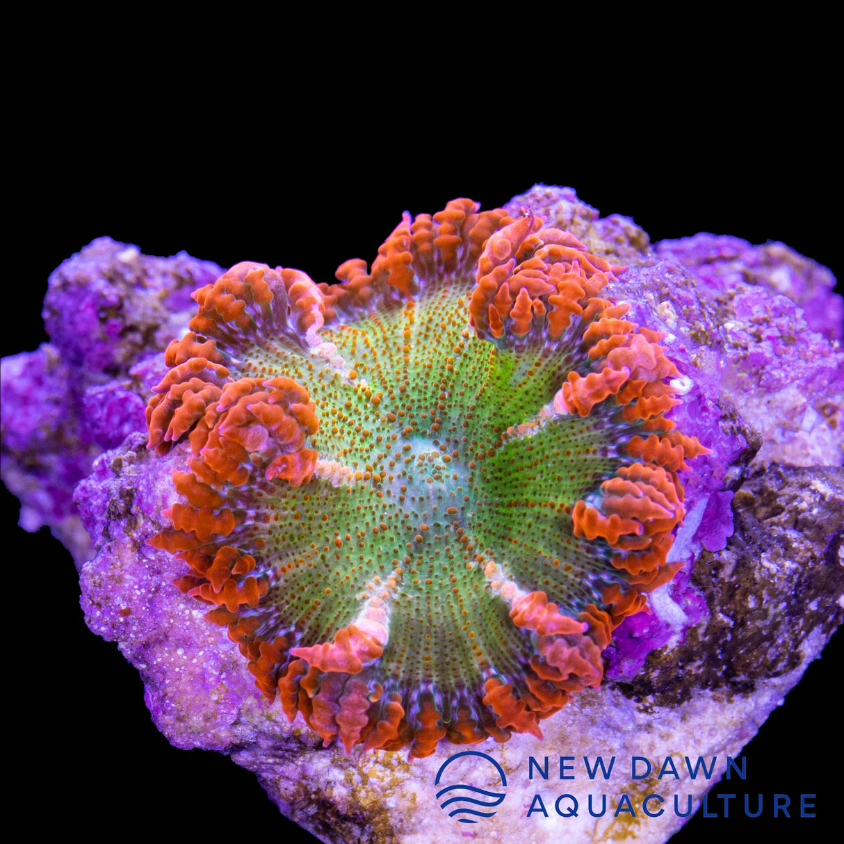 Mandarin Rock Flower Anemone