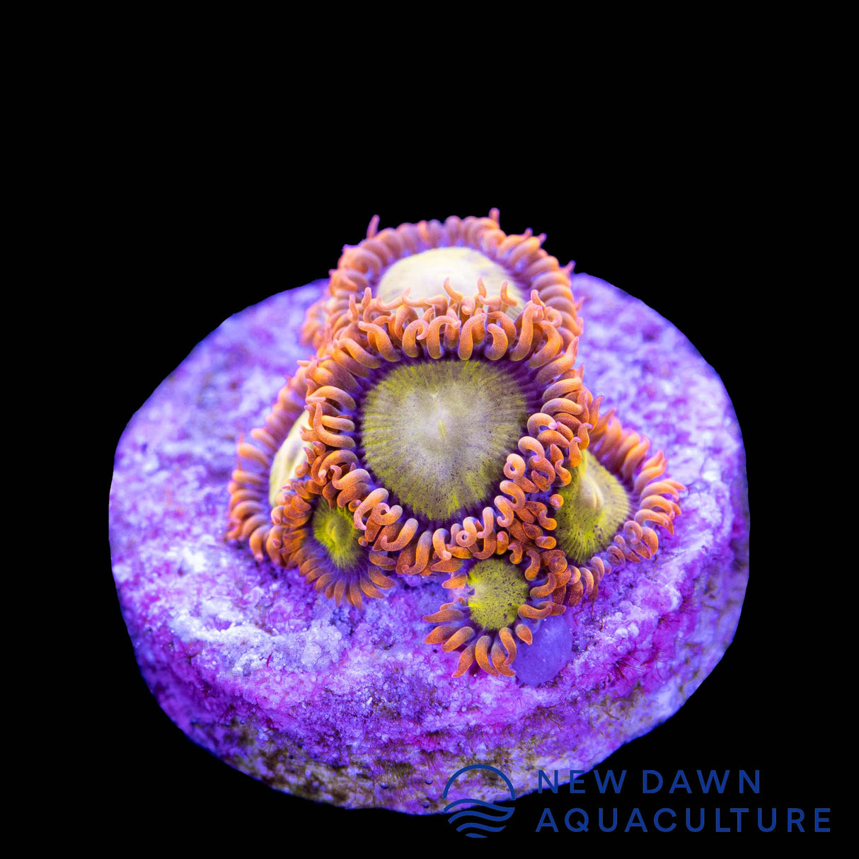 Mandarin Zoanthids