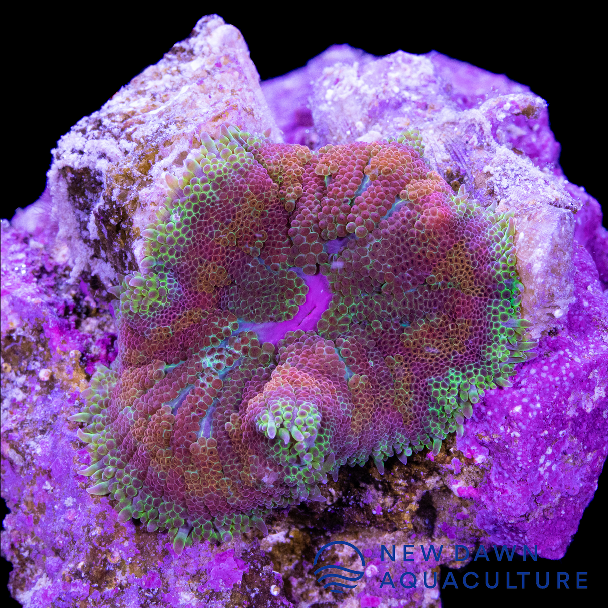 Mauve Maxi-Mini Carpet Anemone