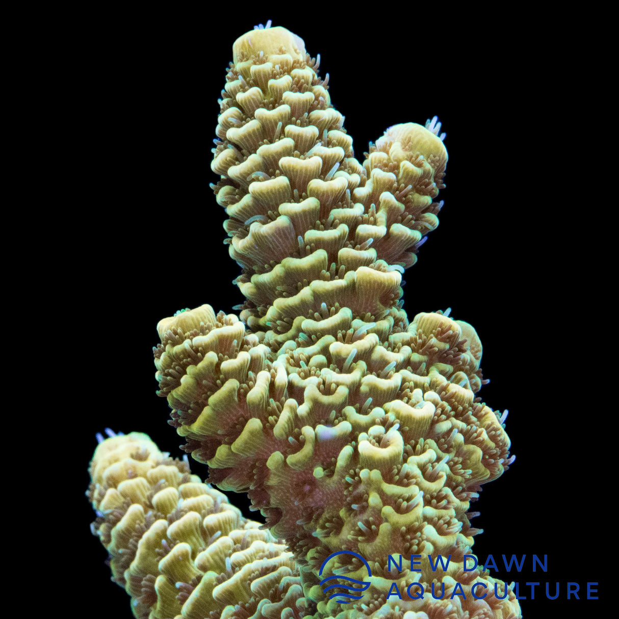 Mellow Yellow Millepora