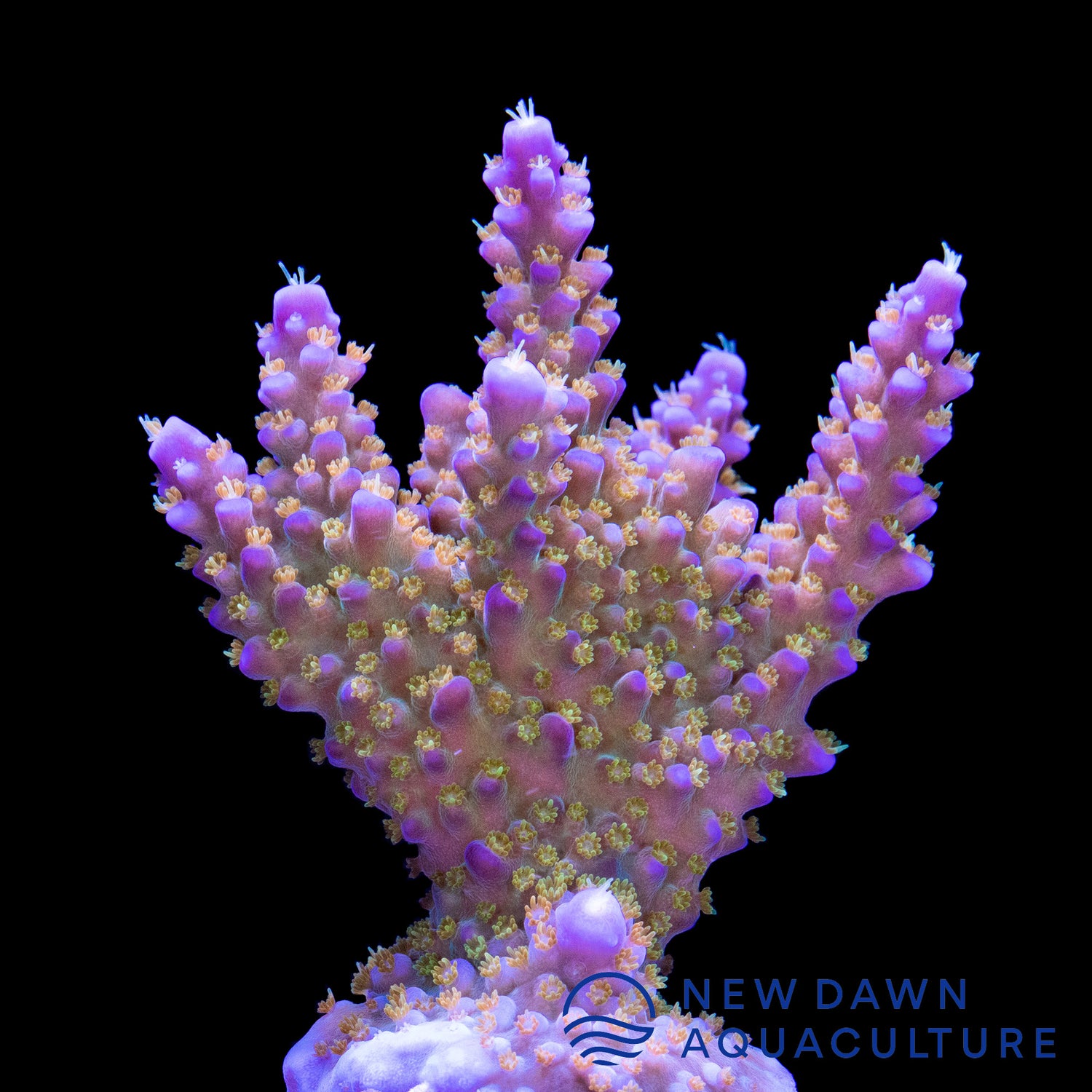 Merlin's Staff Acropora