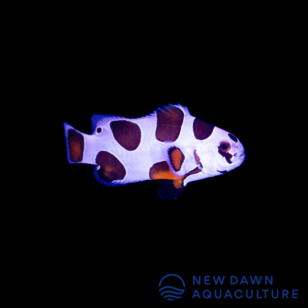 Mocha Storm Ocellaris Clownfish