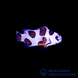 Mocha Storm Ocellaris Clownfish