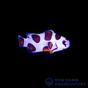 Mocha Storm Clownfish