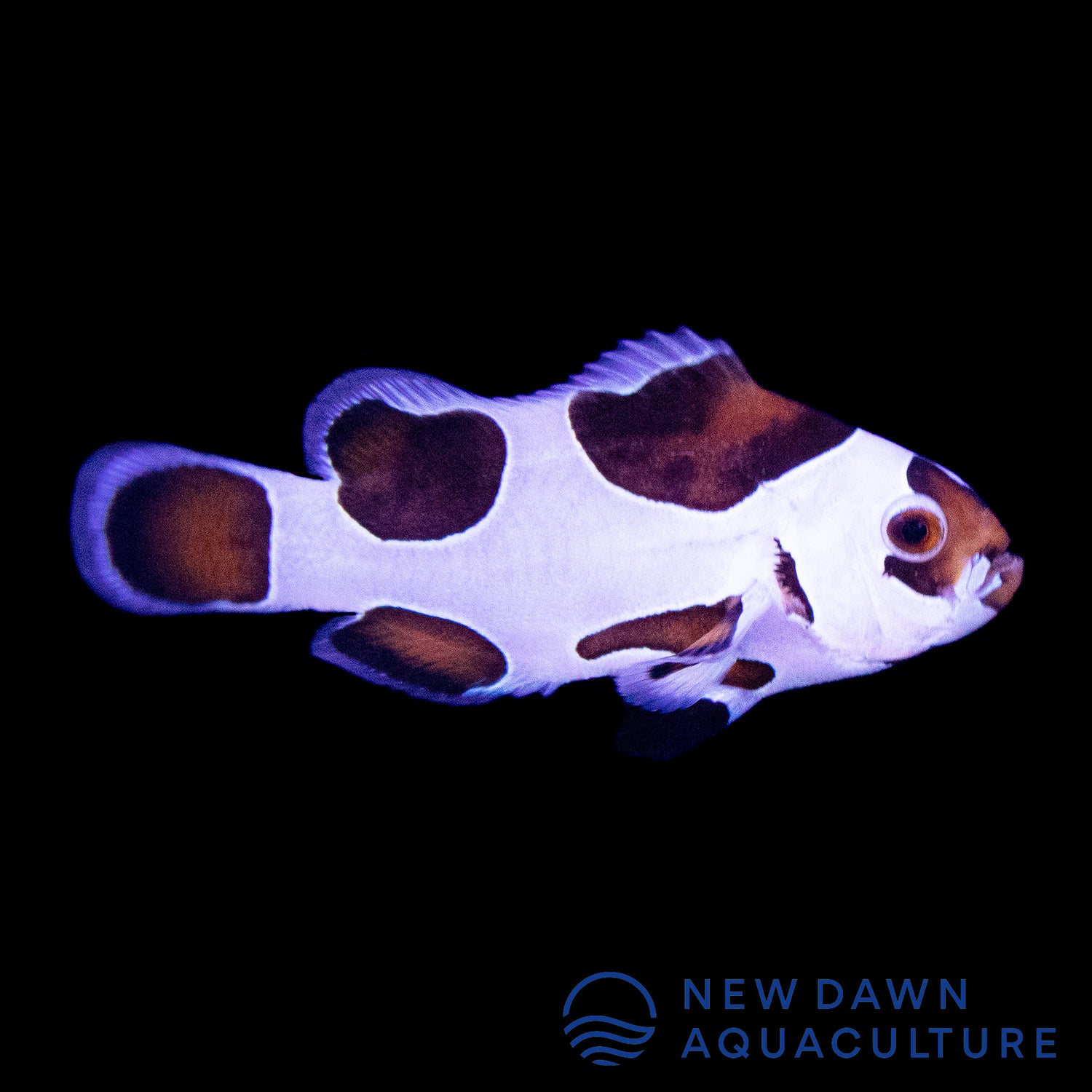 Mocha Storm Ocellaris Clownfish