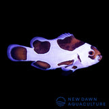 Mocha Storm Ocellaris Clownfish