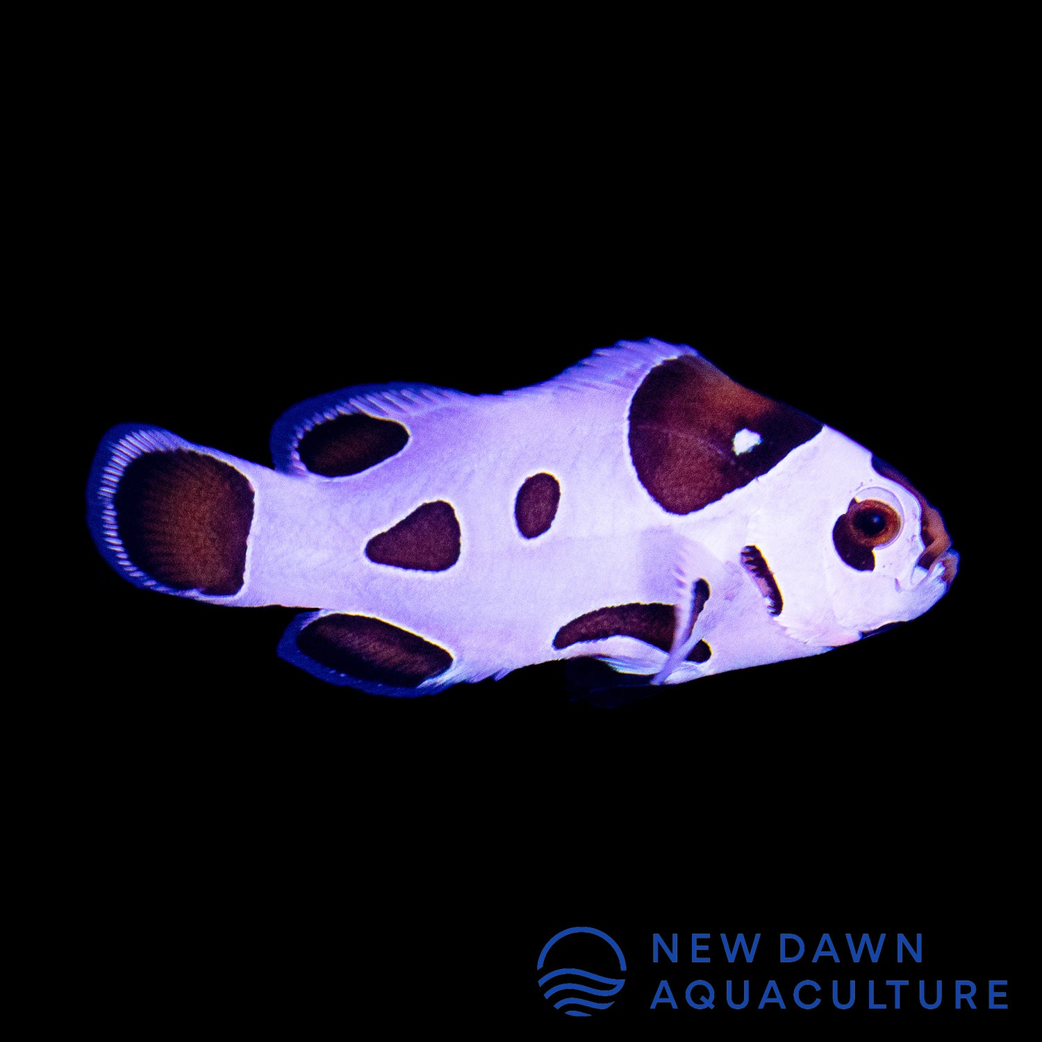 Mocha Storm Ocellaris Clownfish