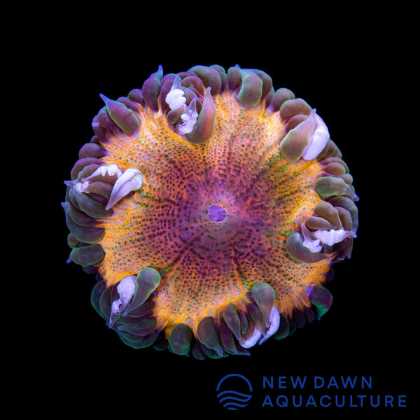 Molten Rock Flower Anemone