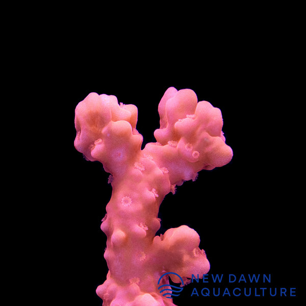 Montipora Setosa