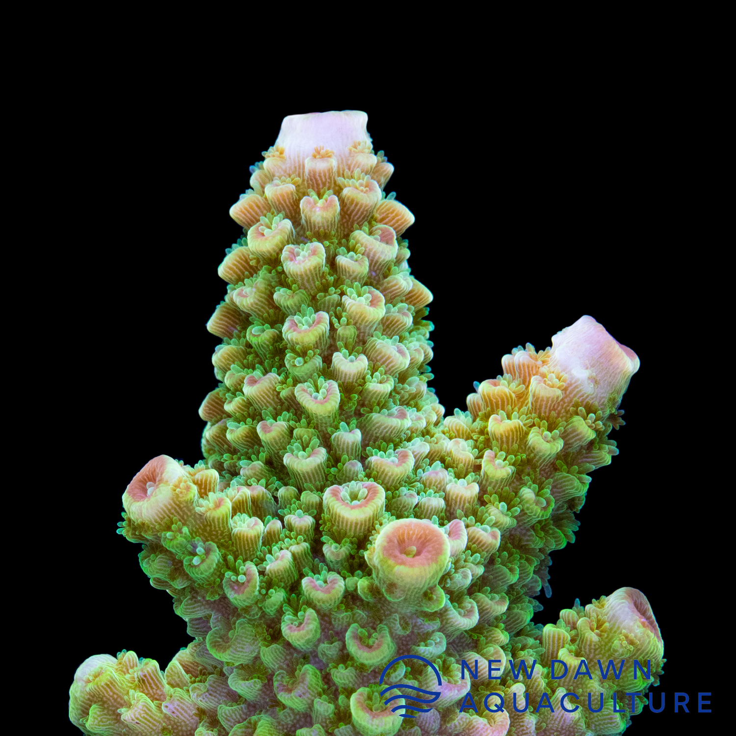 Neon Green Acropora Florida