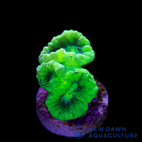Neon Green Candy Cane