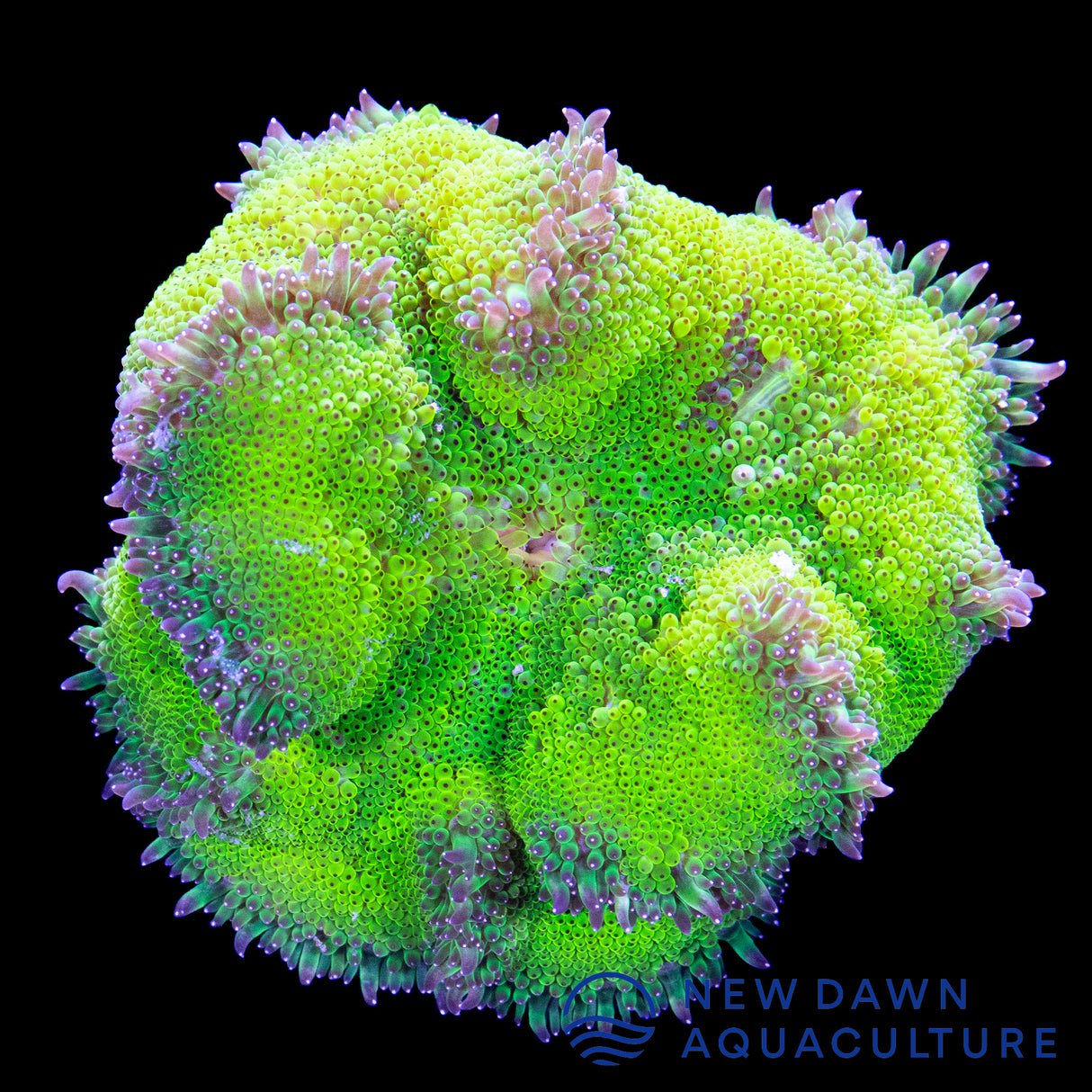 Neon Green Maxi-Mini Carpet Anemone