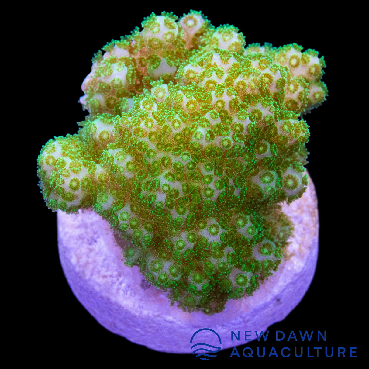 Neon Green Pocillopora Elegans