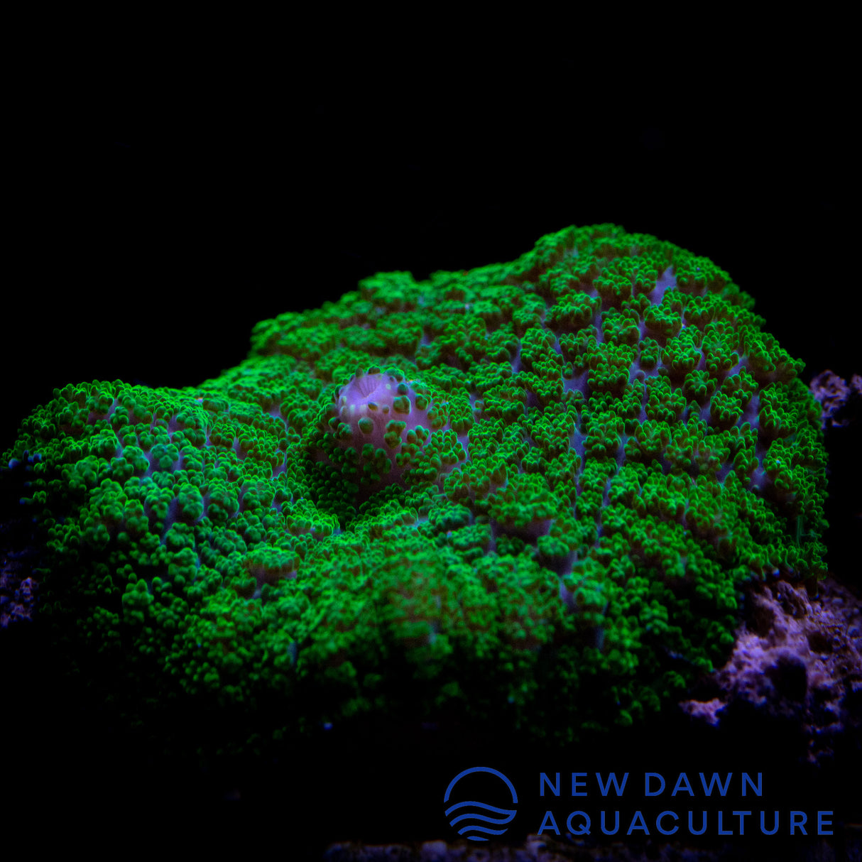 Neon Green Rhodactis