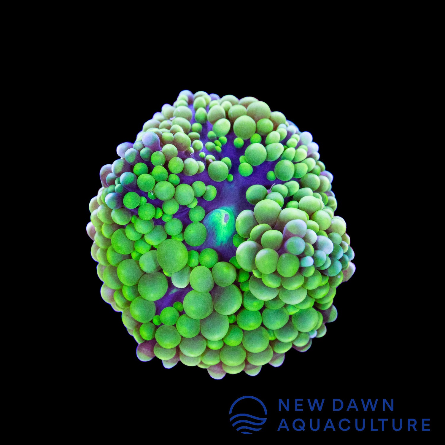 Neon Green Ricordea Florida