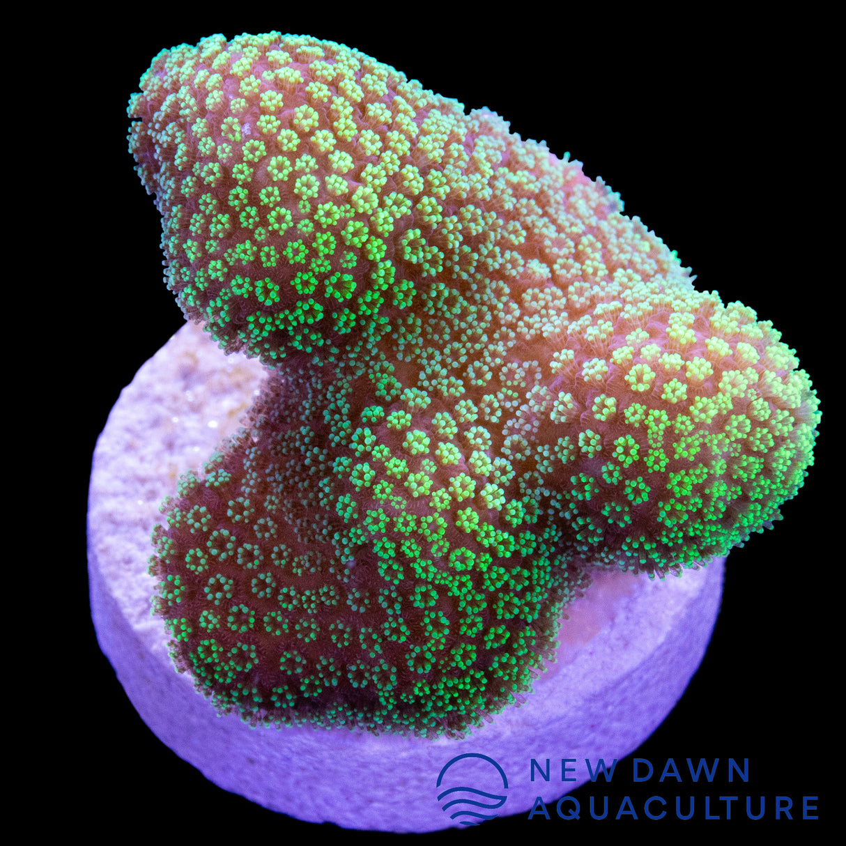 Neon Green Stylophora Pistillata