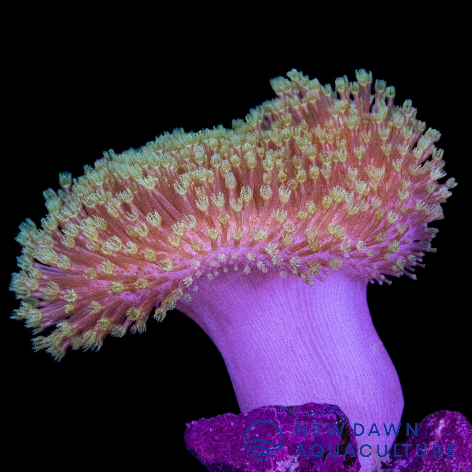 Toadstool Coral Green Long Polyp Toadstool Coral