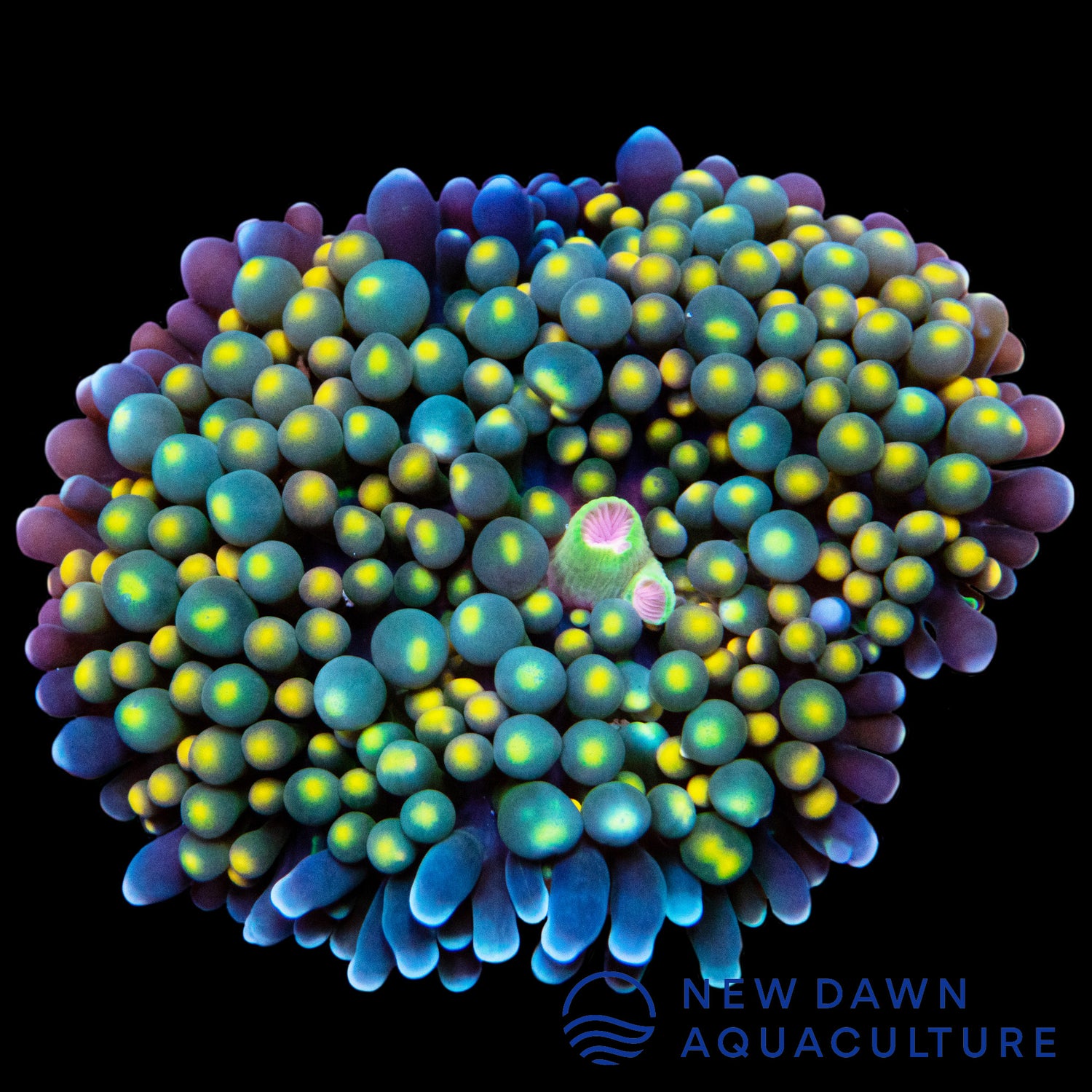 Night Lights Ricordea Florida