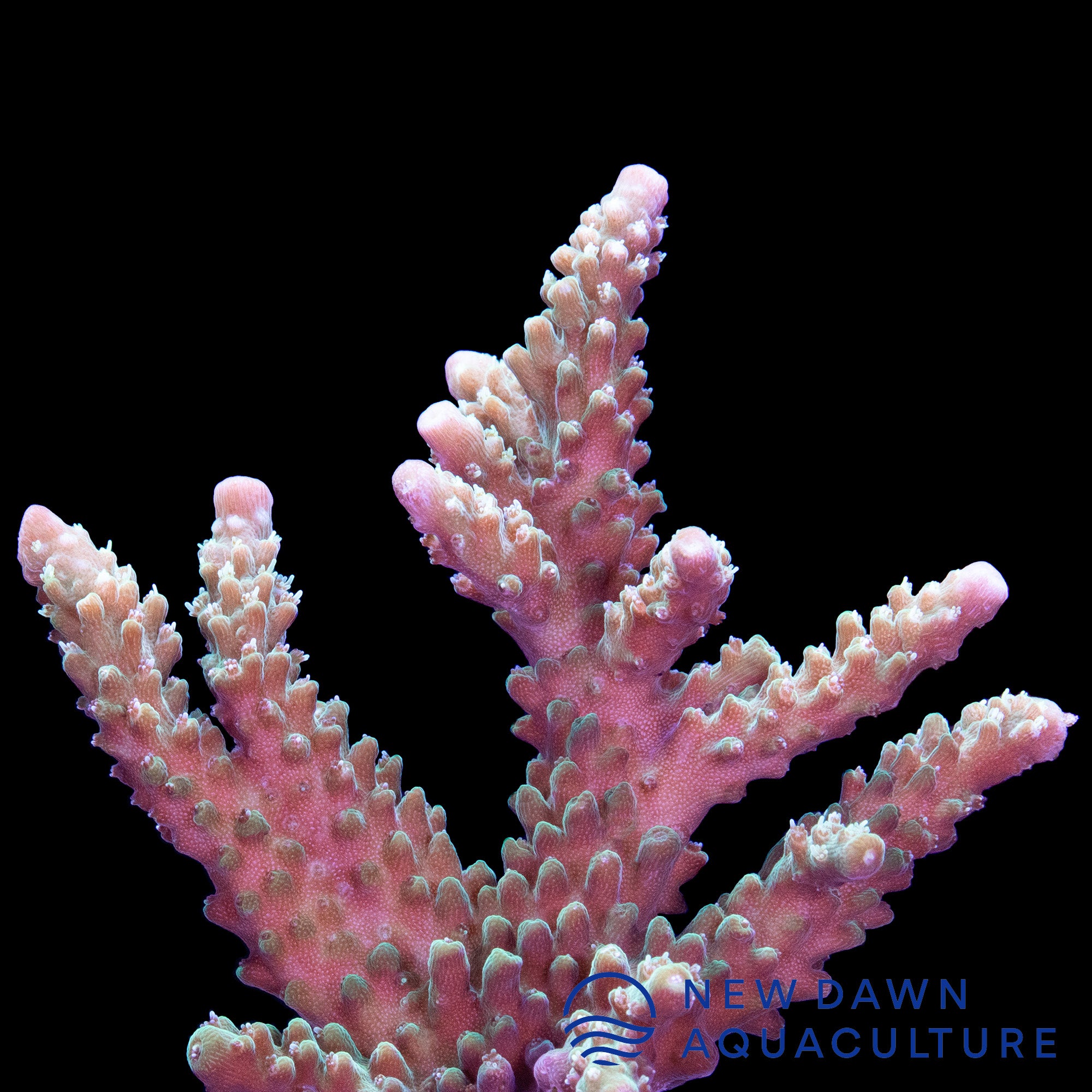112 Mini Acropora artificial coral – Ocean Aquaria