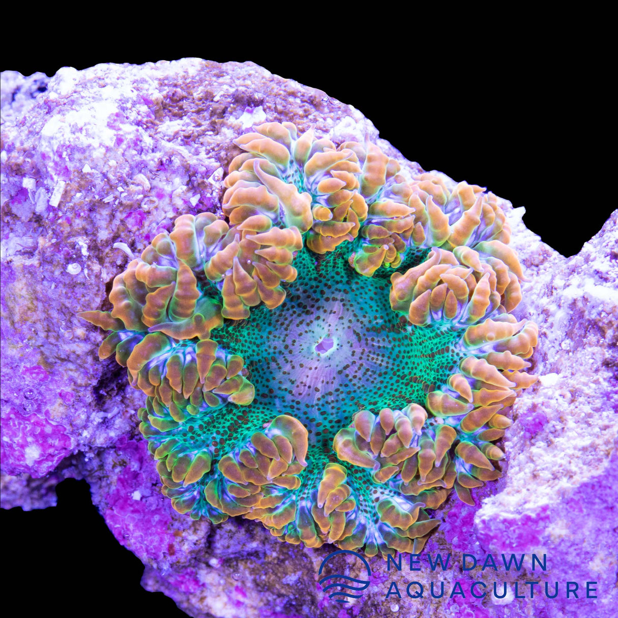 Orange and Green Rock Flower Anemone