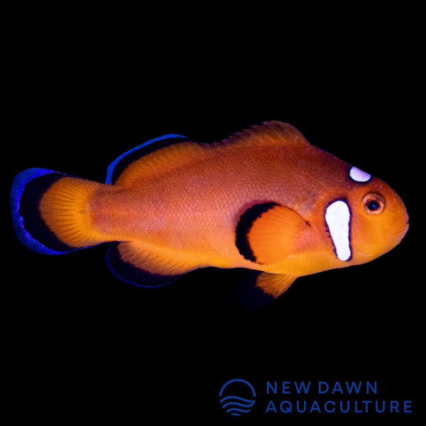 Orange Domino Clownfish