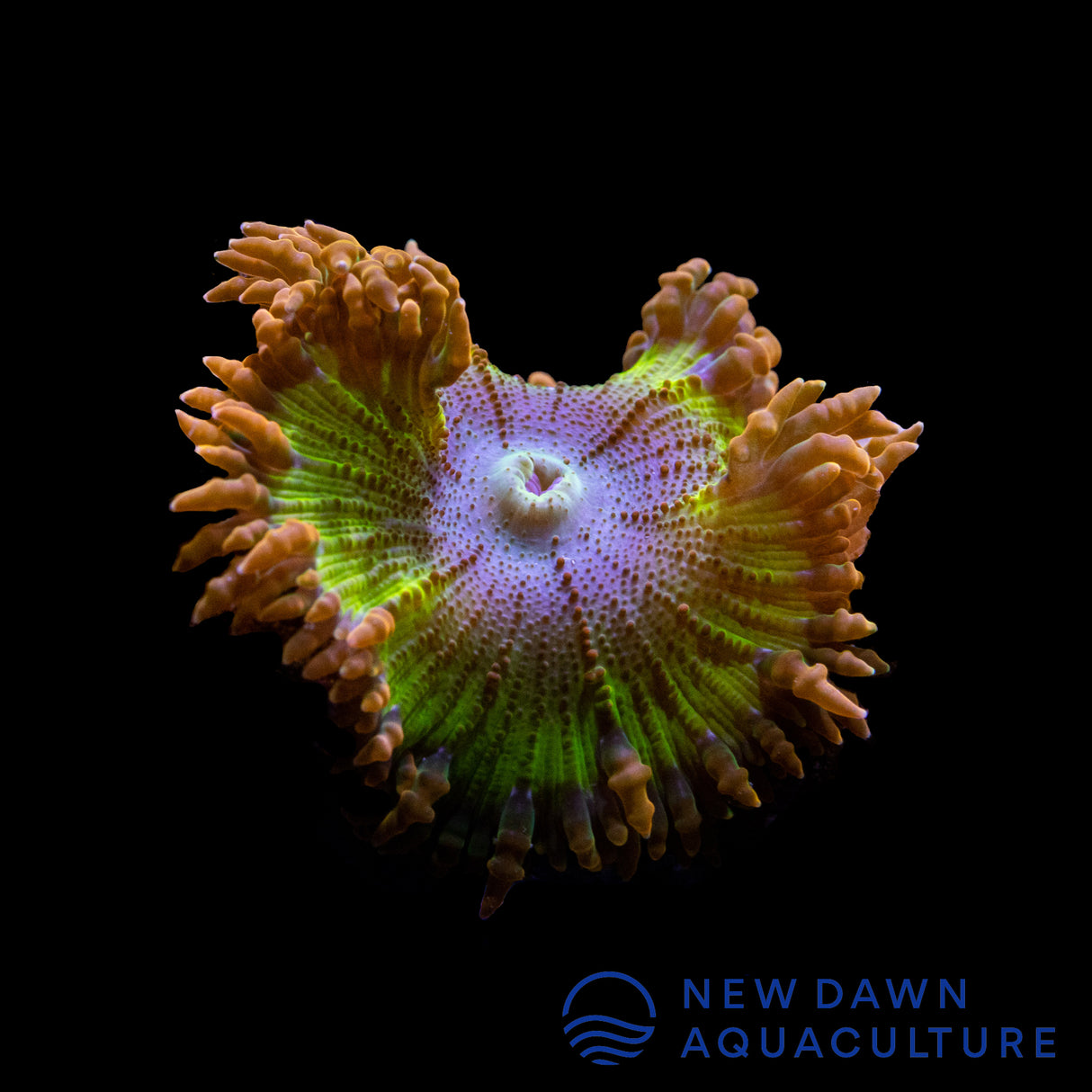 Orange Dragon Egg Rock Flower Anemone