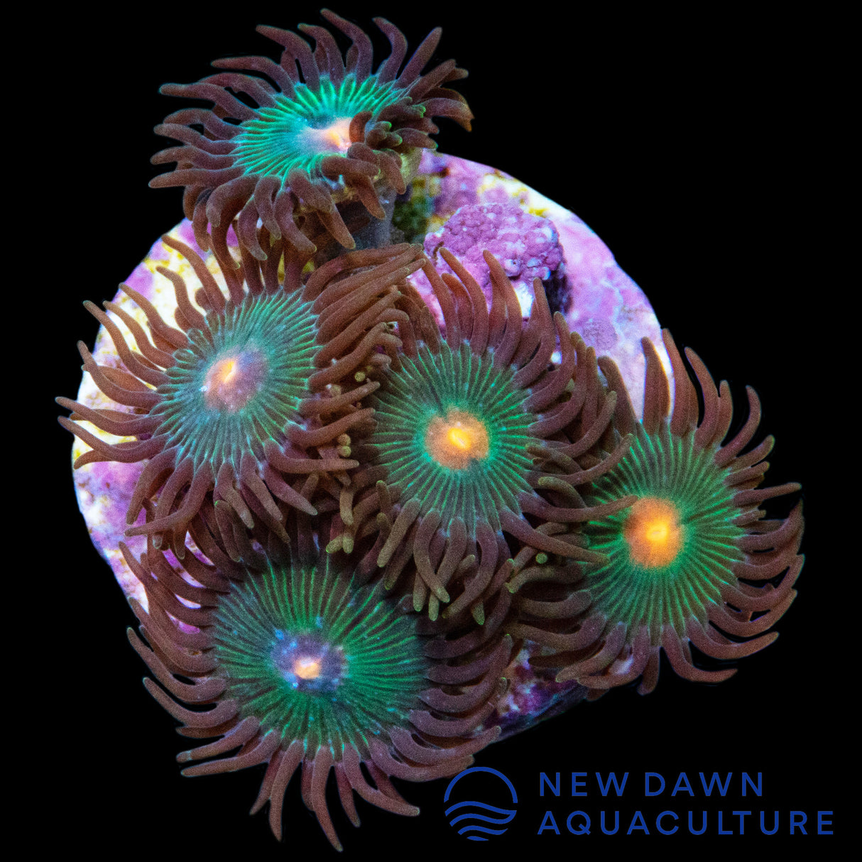 Orange Eye Zoanthids