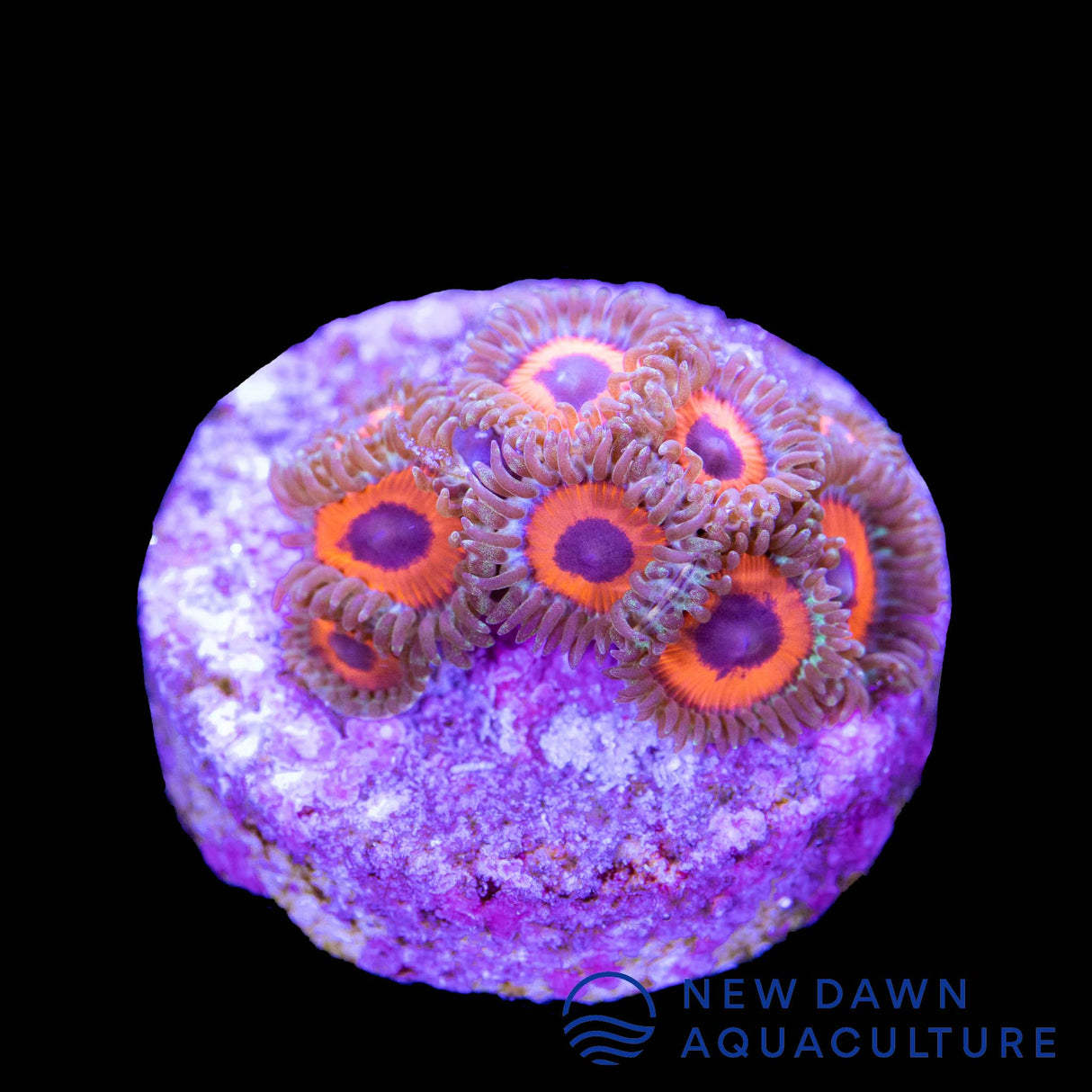 Orange Oxide Zoanthids