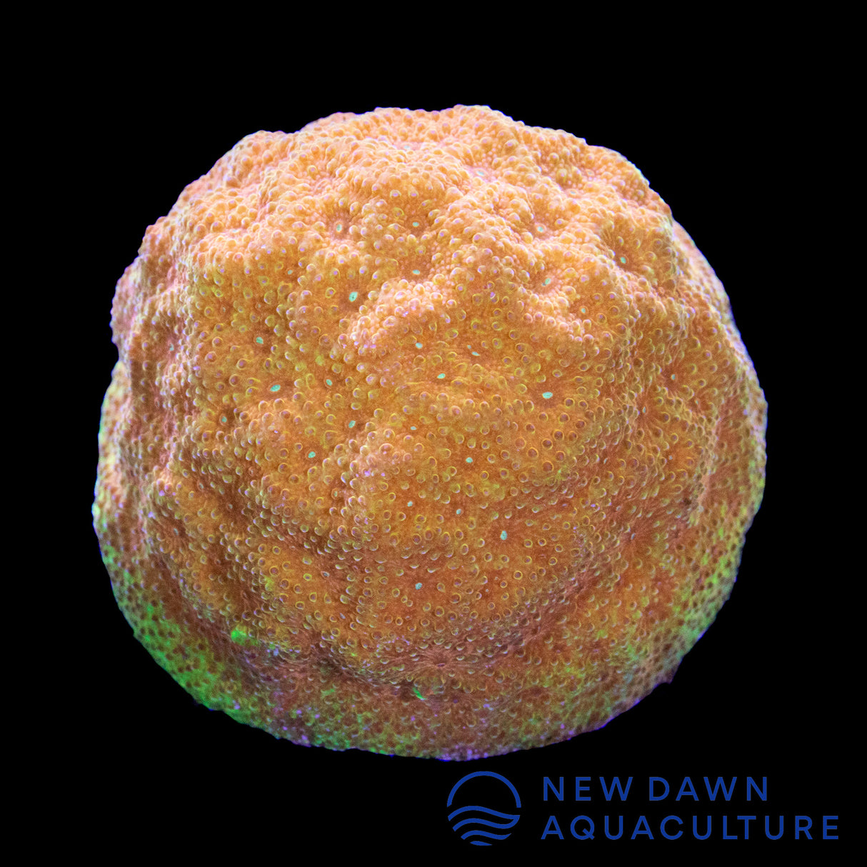 Orange Psammocora