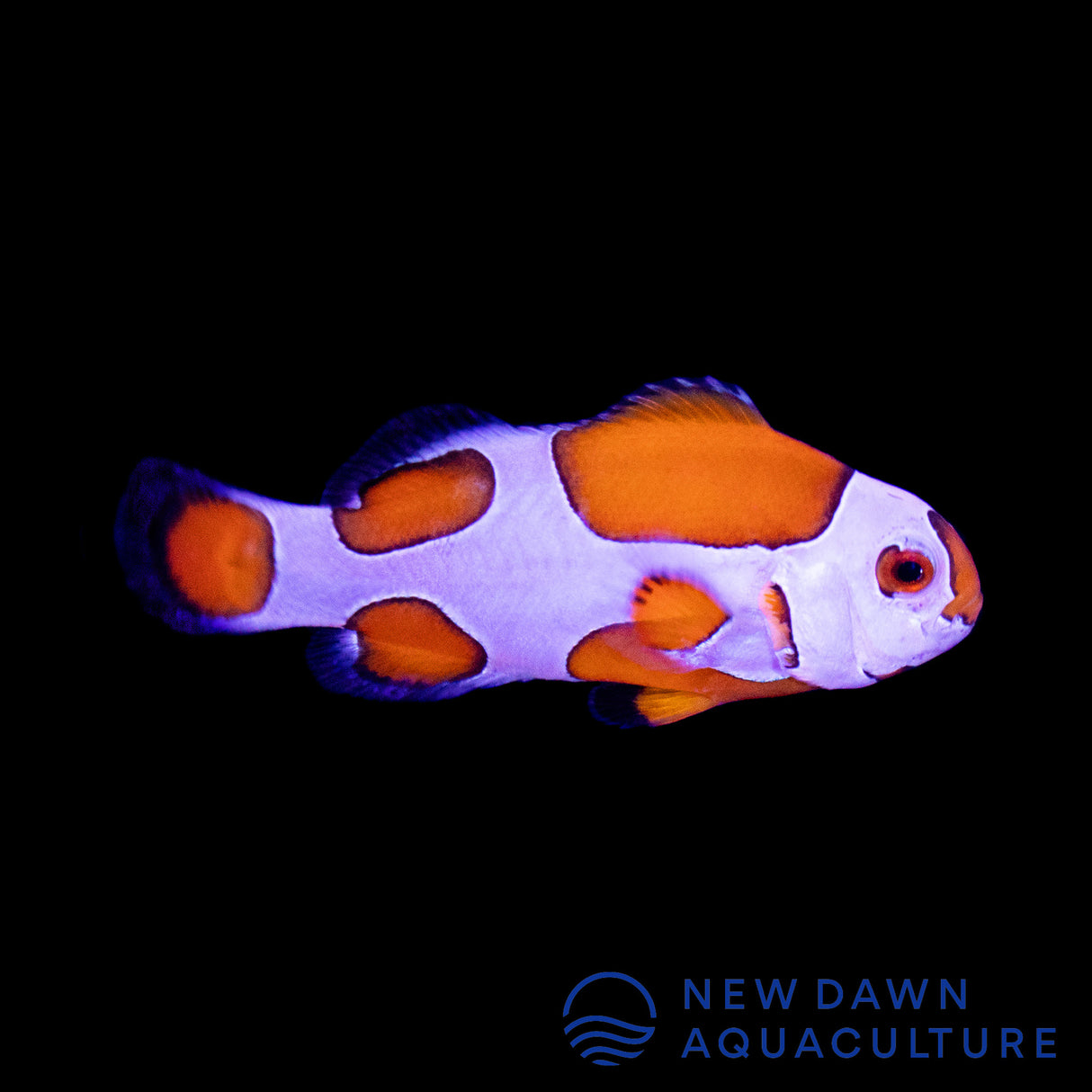 Orange Storm Ocellaris Clownfish