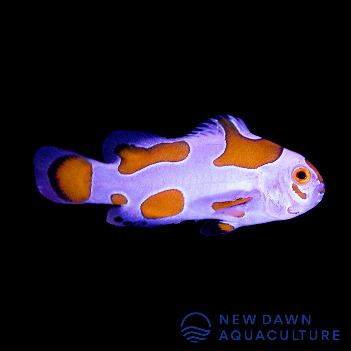 Orange Storm Ocellaris Clownfish