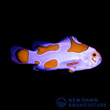 Orange Storm Ocellaris Clownfish