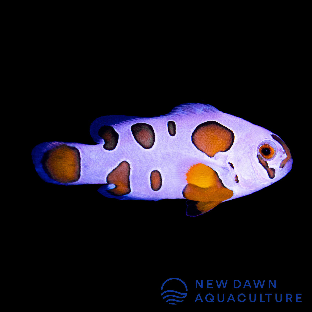 Orange Storm Ocellaris Clownfish