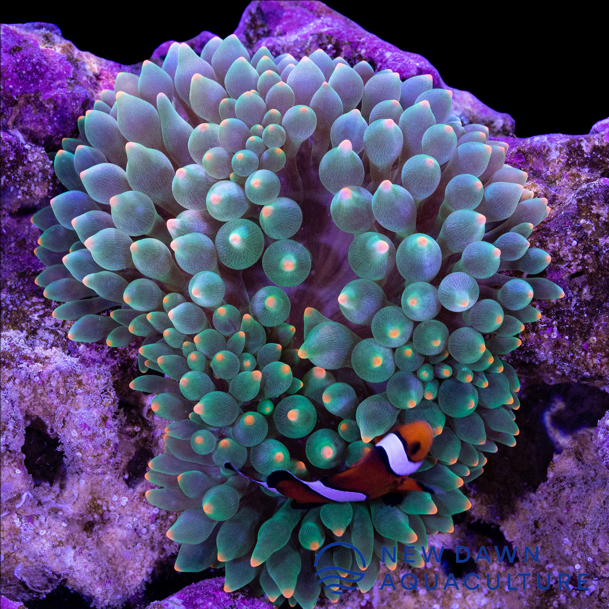 Orange Tip Green Bubble Tip Anemone